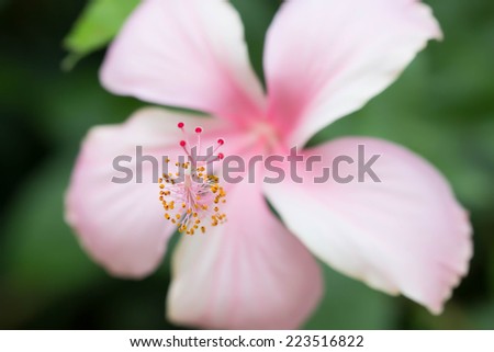 close up Hibiscus flower, pink hibiscus flower
