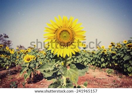 Grunge image of sunflower with blue sky,vintage of sunflower with blue sky,vintage style