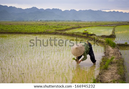 CIRCA JUNE 2011 - NINH BINH, VIETNAM - A woman farmer sows rice seedlings in a rice paddy, on 30 June 2011, near Ninh Binh, Vietnam