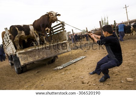 KASHGAR, CHINA - 23 AUGUST 2012 - A man pulls a cow from a truck at the weekly Kashgar livestock market, Xinjiang province