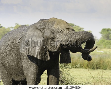 Elephant mud bathing in Botswana