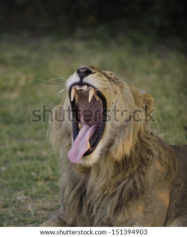 Open mouth lion in Botswana