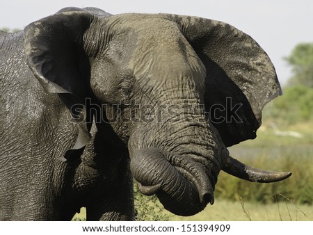 Elephant mud bathing in Botswana