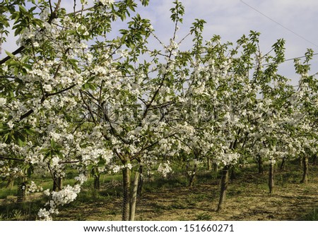 Fruit farm cherry trees in blossom