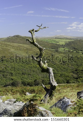 Withered tree trunk on Dartmoor, Devon