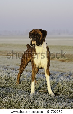 Boxer dog on a frosty morning walk