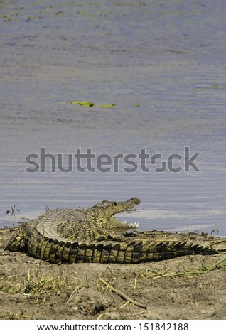 African crocodile on river bank