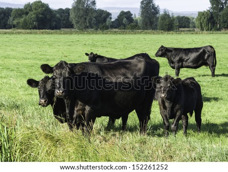 Black Aberdeen Angus grazing in an English summer meadow