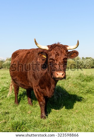 A horned pedigree Devon Red (Ruby) cow highlighted by early morning sun