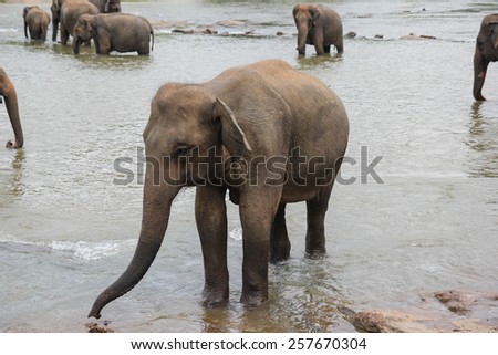 Elephant play time