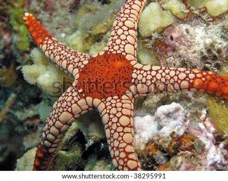 necklace sea star photo necklace sea star photo starfish jewellery