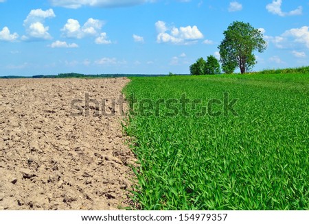 Image of the earth green grass and blue sky/Grass and earth