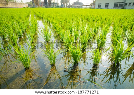Rice seedlings in the Rice fields