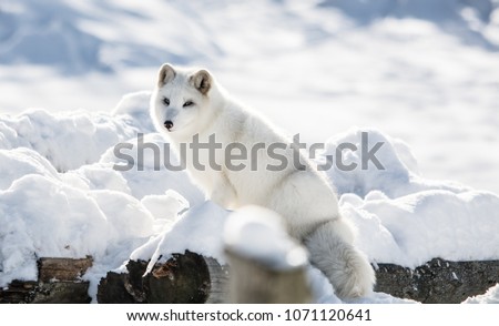 Arctic Fox on a Hill at Omega  Park, Montebello, Quebec, Canada