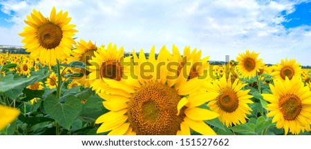 Beautiful landscape with sunflower field under cloudy blue sky