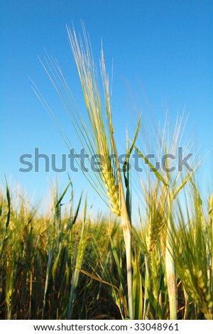 A barley field with shining golden barley ears in late summer