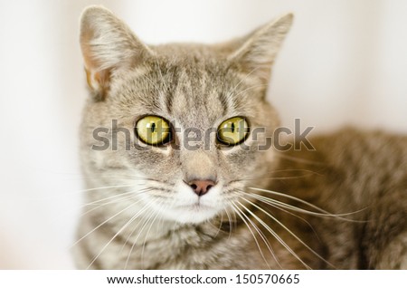 grey adult cat with gold eyes looking to the left