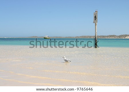 Seagull wading in turquoise clear ocean water. One fishing boat in background. Australia.
