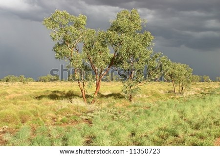 Feature land with few trees on a meadow and dark gray clouds over the sky. Kimberley, Western Australia, Australia