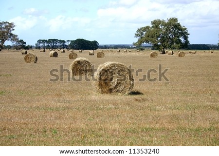 Hay bales standing ready to be collected. South Australia