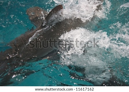 Close shot of a splashing water from a shark attack.  Blue hole, Belize