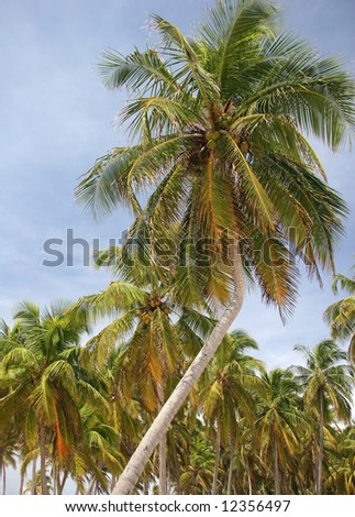 Tropic palms on a famous island Half Moon Caye. Caribbean sea. Belize