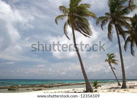 Palms in wind on a sandy beach of a famous summer resort Half Moon Caye. Caribbean sea. Belize