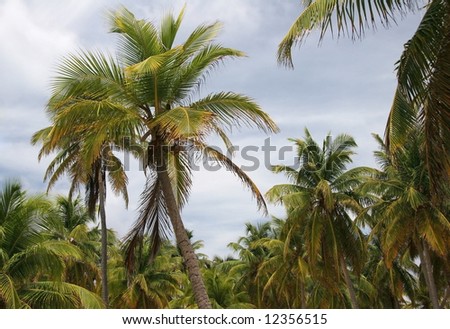 Tropic palms on a famous island Half Moon Caye. Caribbean sea. Belize
