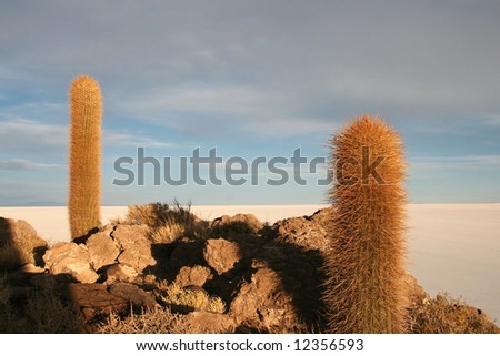 Moody sky over the cacti and feature land of Isla de Pescado in background. Salar Uyuni. Bolivia