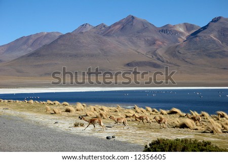 Azure clear sky over the mountain range with flock of birds on the water and frightened running flock of llamas. Laguna, Altiplano, Bolivia