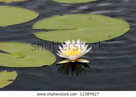 White water-lily with green leaves isolated from dark water. Maun. Botswana