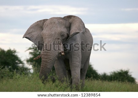Male elephant going through the grass. Etosha national park. Botswana. Africa