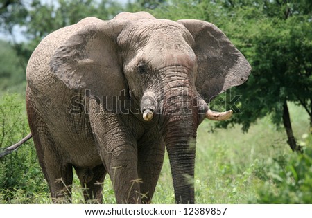 Male elephant going through the bushes. Etosha national park. Botswana. Africa