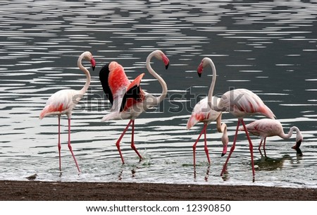 Few Lesser Flamingos wading in water at Lake Bogoria National Park. Kenya