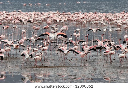 Many Lesser Flamingos wading in water at Lake Bogoria National Park. Kenya