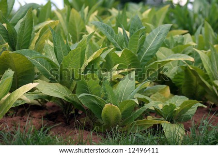 Monoculture Agriculture Scene. Green Plantation In Malawi. Stock ... Monoculture Agriculture Scene. Green Plantation In Malawi. Stock ...