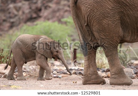 African Desert scene with Cute Elephant Calf behind Elephant Cow. Namibia