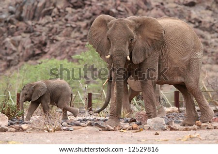 Desert elephants in the camping ground. Scene with Cute Elephant Calf and Elephant Cow. Namibia