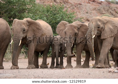 African scene with Desert Elephants in Twyfelfontein Camping grounds. Namibia