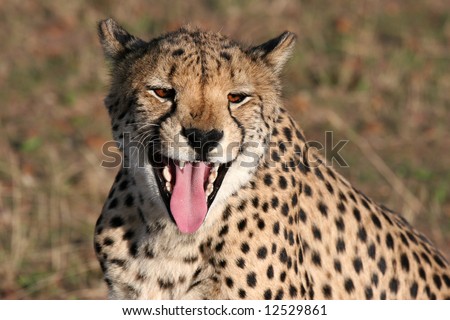 Close shot of a Cheetah (Acinonyx jubatus) with open muzzle, showing teeth and tongue. Etosha national park. Namibia