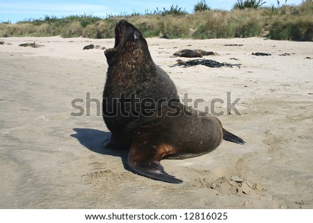 Huge sea lion yawning on a sandy beach. Canibal bay. Catlins. South Island. New Zealand