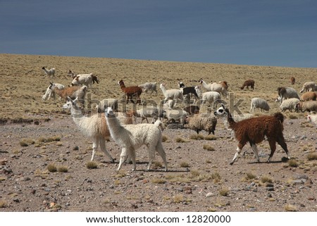 Alpacas pasture on the Andes grassland in Peru. Animal theme.