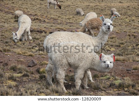 Curious Cute Alpacas pasture on the Andes grassland in Peru. Animal theme.