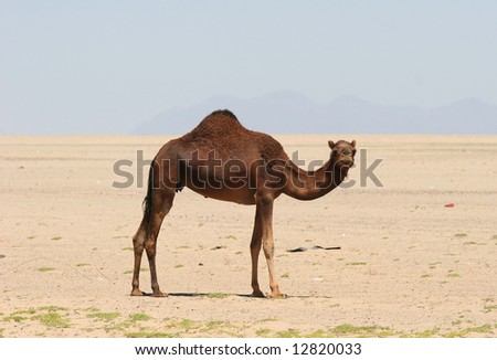 Lonely Camel in the desert looking in camera.  Saudi Arabia