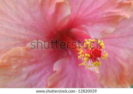 Stamen of rose-coloured hibiscus flower. Small flowers with pollen details.
