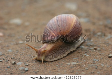 Snail moving on a sandy grounds. Kruger park. South Africa