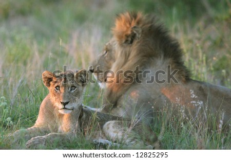 Young lion cub (Panthera leo) lying down by the big male African lion in late sunlight. Kruger park, South Africa