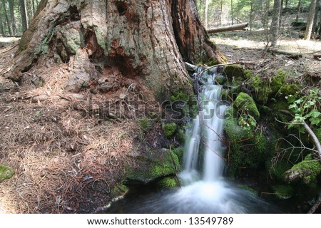 Small forest creek flowing next to giant Sequoia sempervirens . Sequoia national park. California. USA