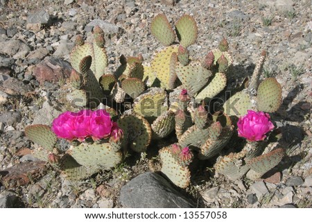 Colorful cacti in famous natural landmark Death Valley national park. California. USA
