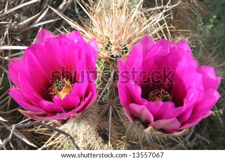 Closeup of colorful cacti in famous natural landmark Death Valley national park. California. USA